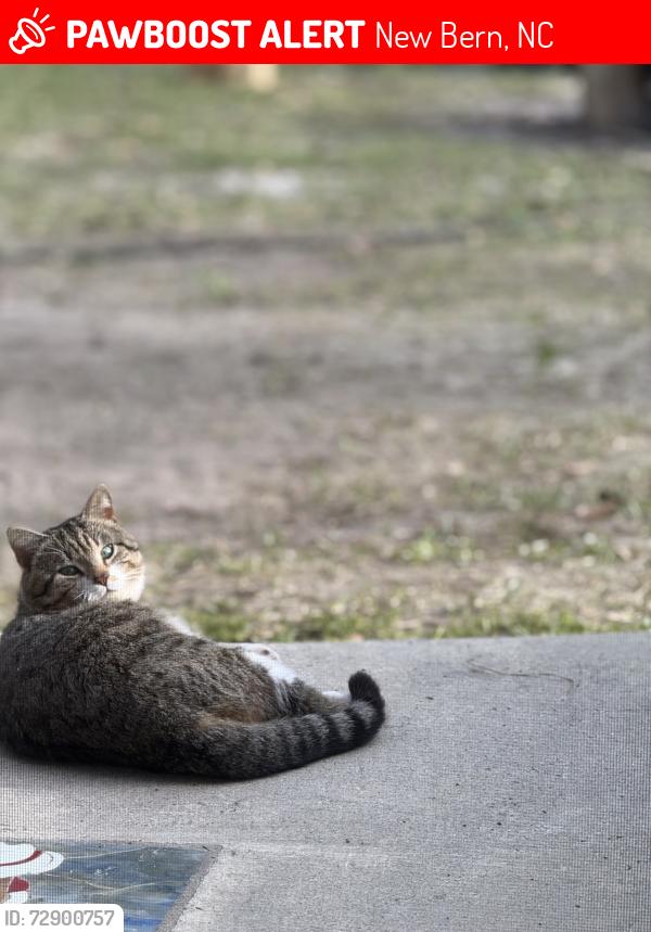 Lost Male Cat last seen Brices creek road and Duck road , New Bern, NC 28562