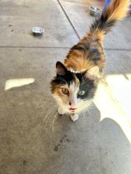 Found/Stray Female Cat last seen Sterling and McKinley , San Bernardino, CA 92404