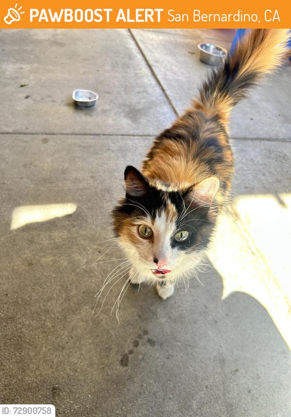 Found/Stray Female Cat last seen Sterling and McKinley , San Bernardino, CA 92404