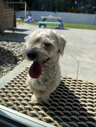 Found/Stray Male Dog last seen Colony woods drive, Greenville, NC 27834