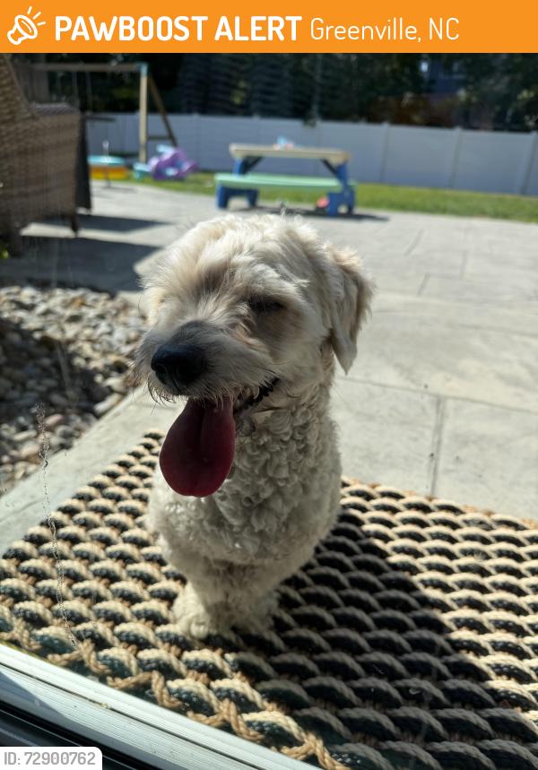 Found/Stray Male Dog last seen Colony woods drive, Greenville, NC 27834