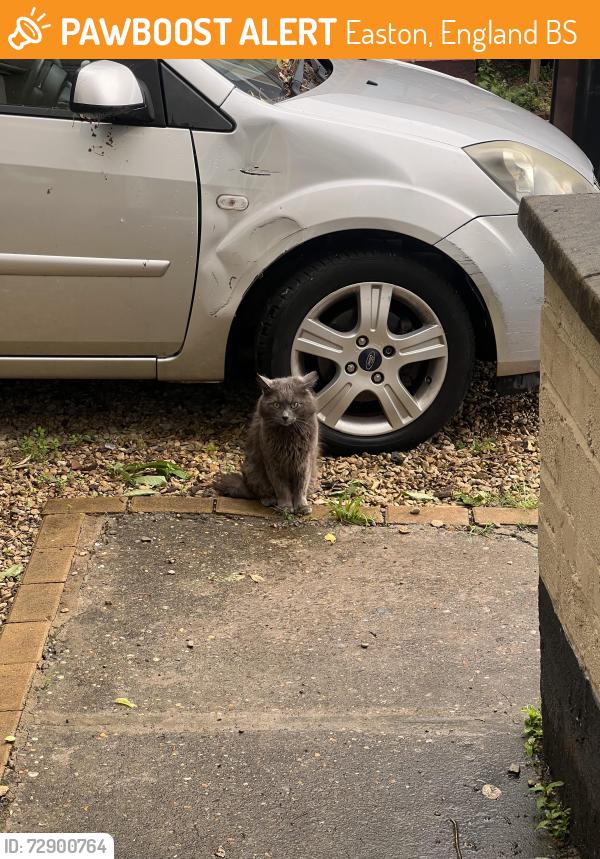 Found/Stray Male Cat last seen Easton , Easton, England BS5