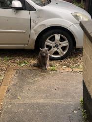 Found/Stray Male Cat last seen Easton , Easton, England BS5