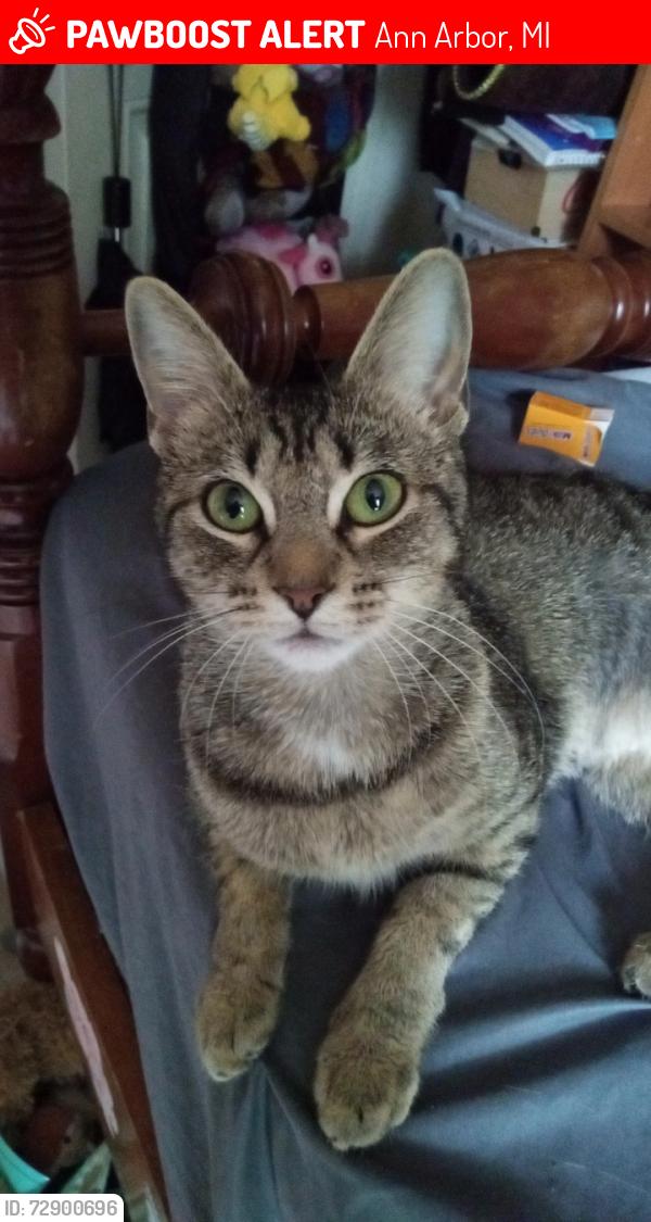 Lost Female Cat last seen Carrot Way apmts , Ann Arbor, MI 48105