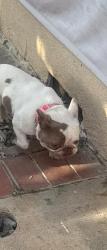Lost Female Dog last seen Cherry Ave & Bixby Road, Long Beach, CA 90807