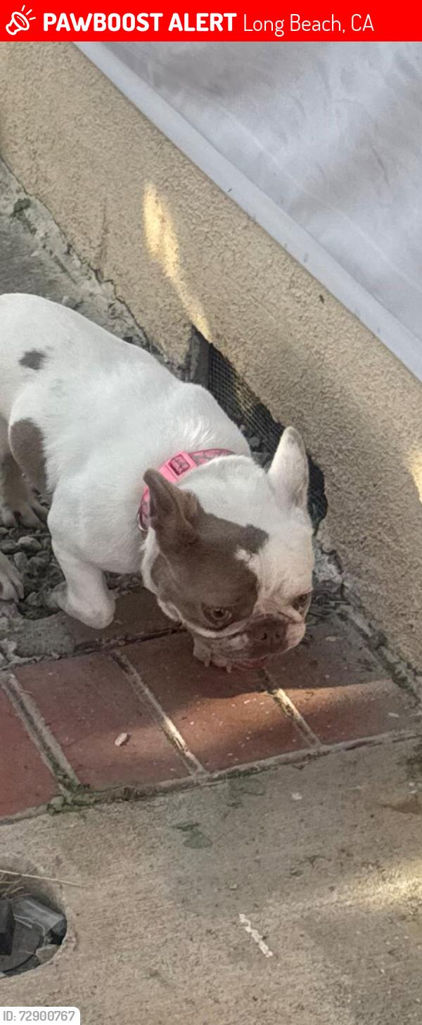 Lost Female Dog last seen Cherry Ave & Bixby Road, Long Beach, CA 90807