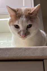 Reunited Male Cat last seen Richard’s lake, Fort Collins, CO 80524
