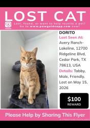 Reunited Male Cat last seen Lakeline Mall , Cedar Park, TX 78613