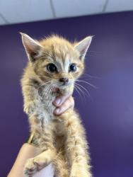 Shelter Stray Male Cat last seen Near S 4900 W, Kearns Township, UT, 84118, Taylorsville, UT 84123