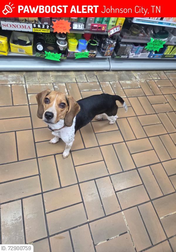 Lost Unknown Dog last seen They're the Old Apex, Johnson City, TN 37604