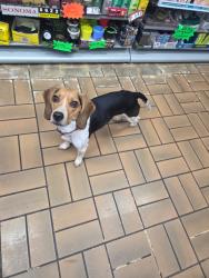 Lost Unknown Dog last seen They're the Old Apex, Johnson City, TN 37604