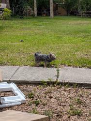 Found/Stray Unknown Dog last seen Broadway & Stella, Fort Myers, FL 33901