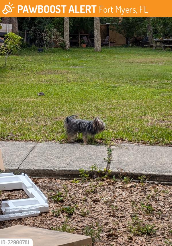 Found/Stray Unknown Dog last seen Broadway & Stella, Fort Myers, FL 33901