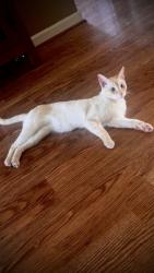 Lost Male Cat last seen Cahaba Landings, Irondale, AL 35210