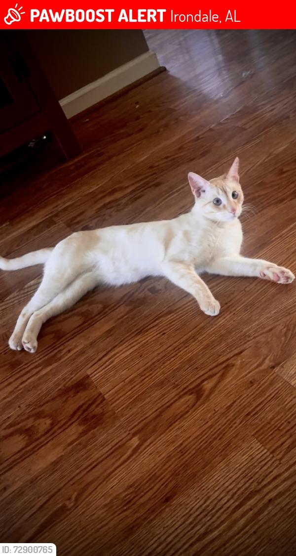 Lost Male Cat last seen Cahaba Landings, Irondale, AL 35210