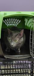 Lost Female Cat last seen Between Wildwood Road and 32nd Street in holland michigan , Holland, MI 49423