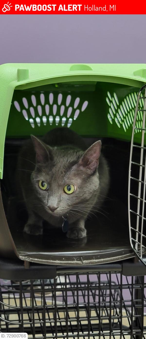Lost Female Cat last seen Between Wildwood Road and 32nd Street in holland michigan , Holland, MI 49423