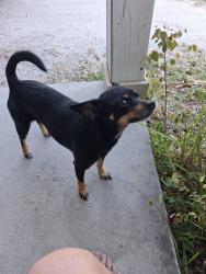Lost Female Dog last seen Near Ave n, St. Petersburg, FL 33714