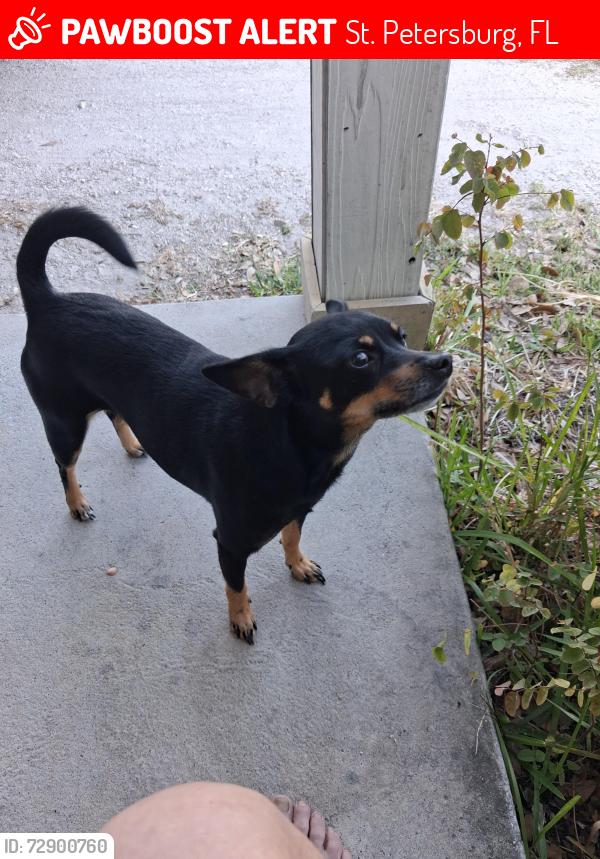 Lost Female Dog last seen Near Ave n, St. Petersburg, FL 33714
