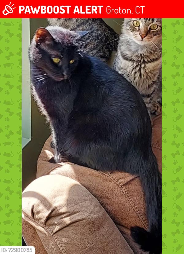 Lost Male Cat last seen Midway Oval . Central Ave  and Poquonnock plains park, Groton, CT 06340