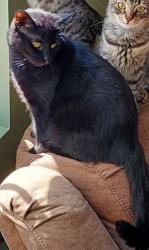 Lost Male Cat last seen Midway Oval . Central Ave  and Poquonnock plains park, Groton, CT 06340