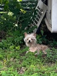 Found/Stray Male Dog last seen Near Isbell Rd, Fort Worth, TX 76114