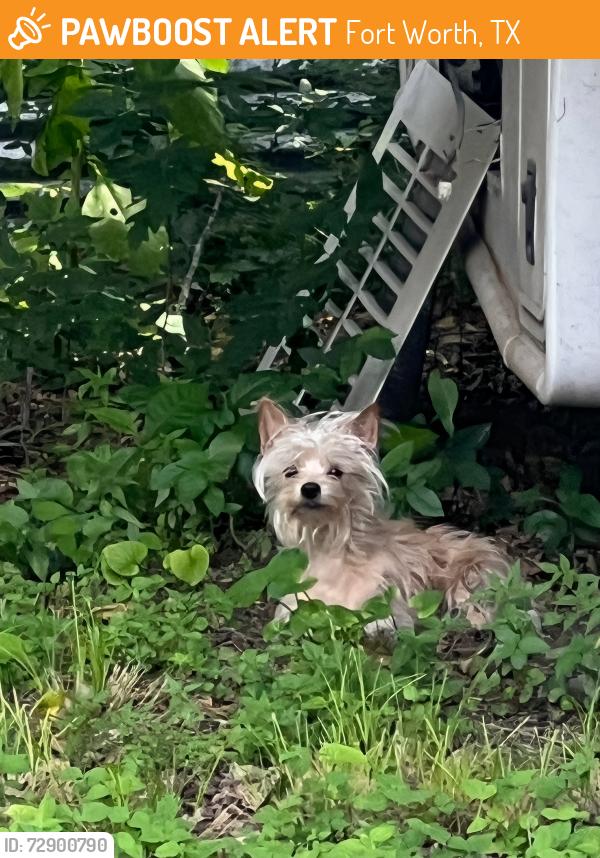 Found/Stray Male Dog last seen Near Isbell Rd, Fort Worth, TX 76114