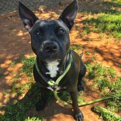 Shelter Stray Female Dog last seen , Greenville, SC 29609