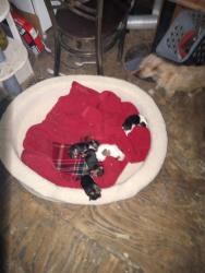 Reunited Unknown Dog last seen Mission and edith ne, Albuquerque, NM 87107