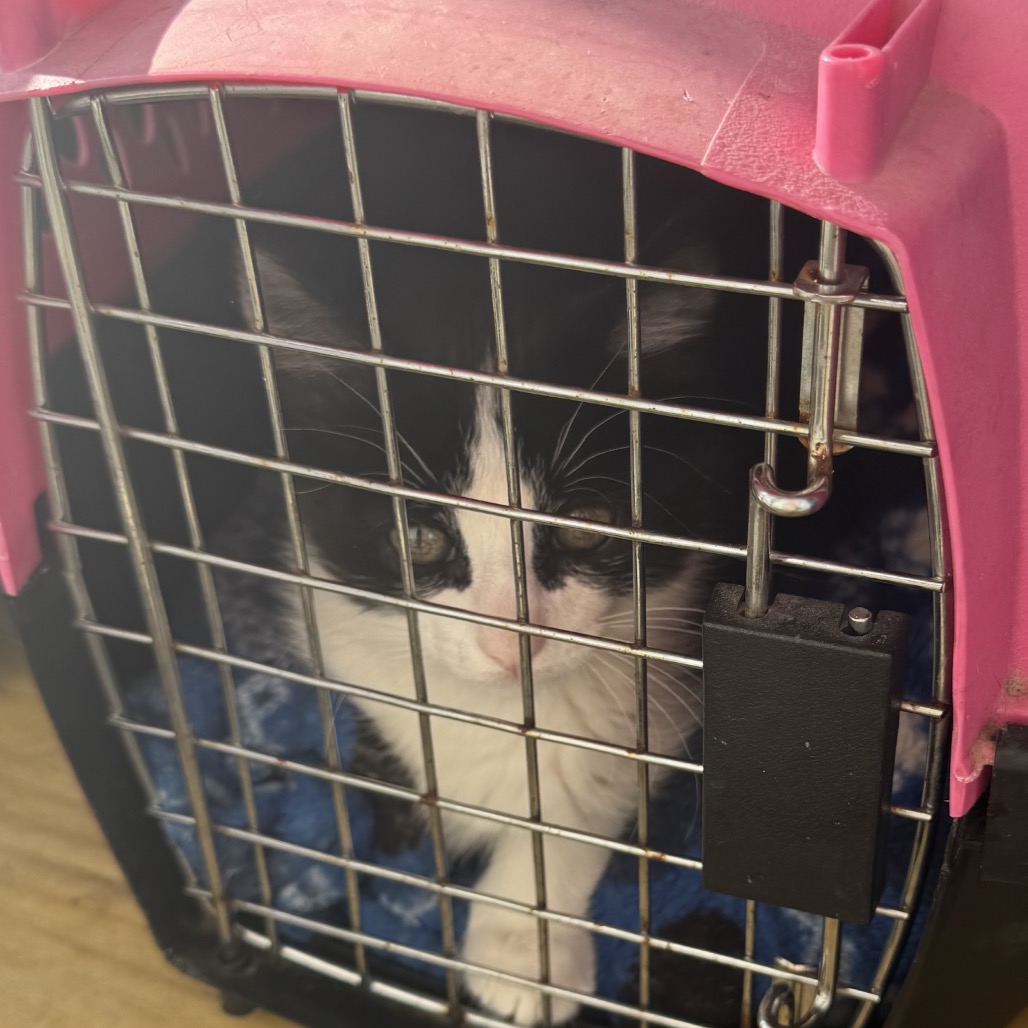 Shelter Stray Male Cat last seen , Blairsville, GA 30512
