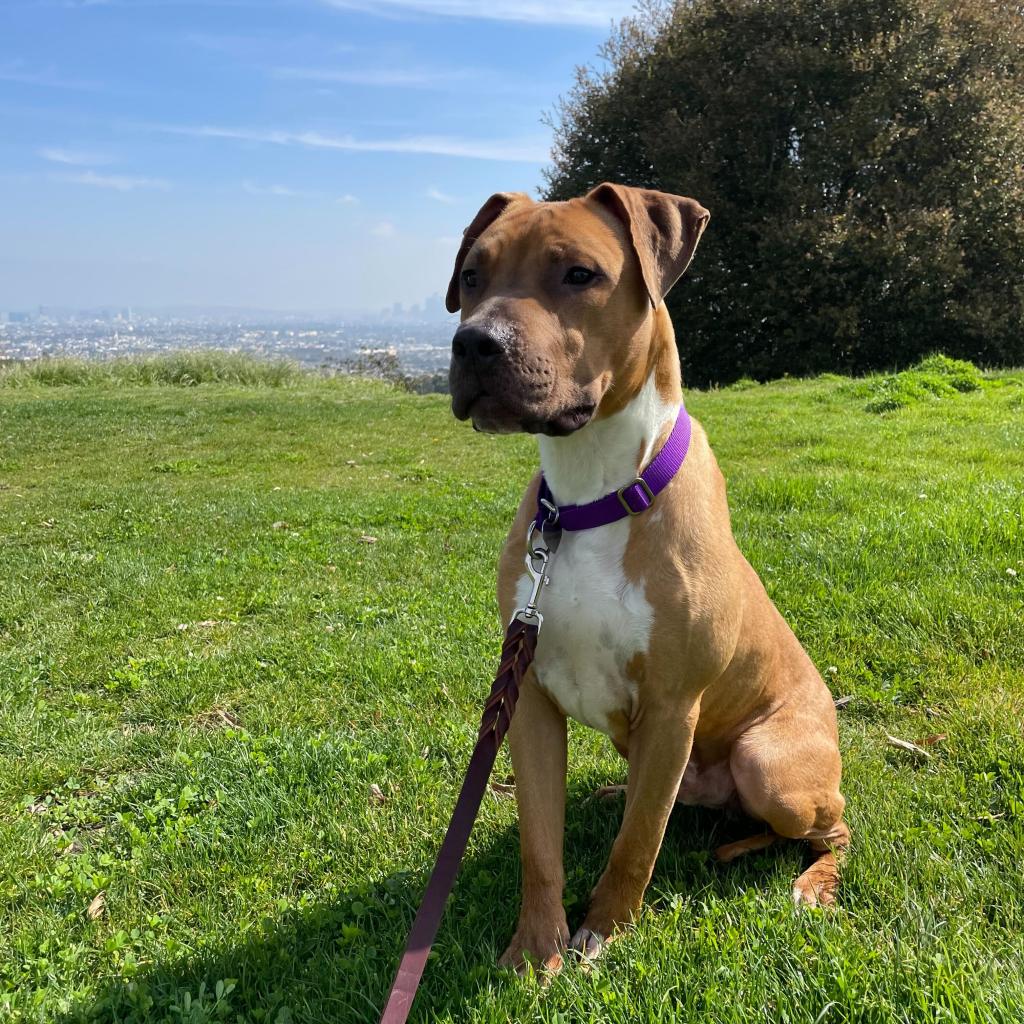 Shelter Stray Male Dog last seen , Los Angeles, CA 90018