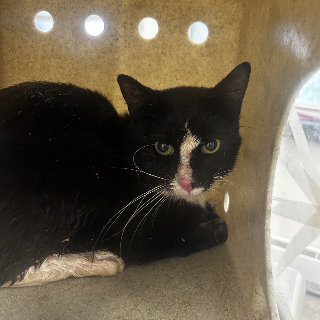 Shelter Stray Male Cat last seen , Philadelphia, PA 19140