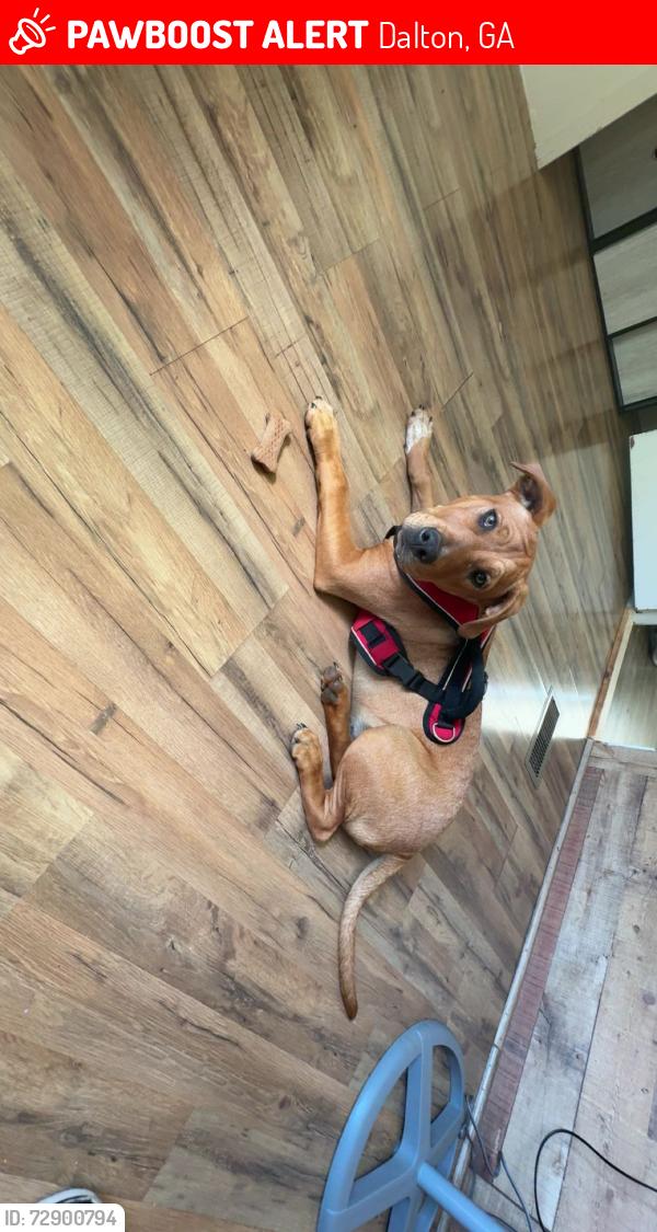 Lost Male Dog last seen McDonald’s/bp, Dalton, GA 30721