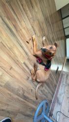 Lost Male Dog last seen McDonald’s/bp, Dalton, GA 30721