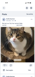 Reunited Female Cat last seen 3124-3156 s platte river blvd Englewood co 80110, Englewood, CO 80110