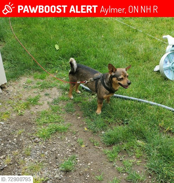 Lost Male Dog last seen Nova Scotia line and imperial Rd , Aylmer, ON N5H 2R2