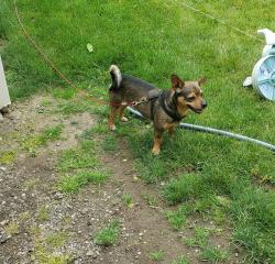 Lost Male Dog last seen Nova Scotia line and imperial Rd , Aylmer, ON N5H 2R2