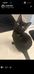 Reunited Female Cat last seen Near Heritage Way, Cameron, NC 28326, USA, Cameron, NC 28326