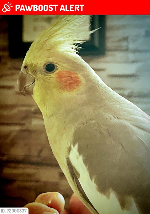 Lost Female Bird last seen Catalina Drive, Piedmont Park Rd, Greenville County, SC 29609