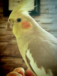 Lost Female Bird last seen Catalina Drive, Piedmont Park Rd, Greenville County, SC 29609