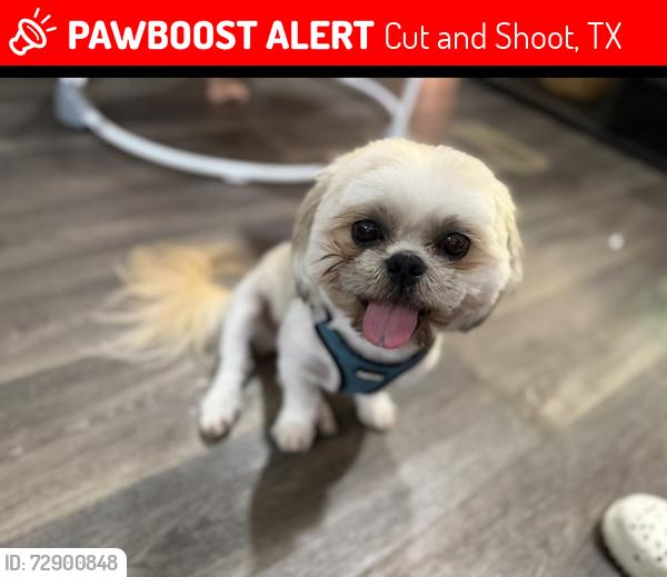 Lost Male Dog last seen Waukegan Rd, Cut and Shoot, TX 77306