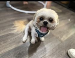 Lost Male Dog last seen Waukegan Rd, Cut and Shoot, TX 77306