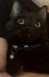 Reunited Female Cat last seen Heritage way and constitution , Cameron, NC 28326