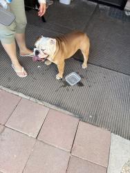 Found/Stray Male Dog last seen Southern and  oak  at 1410 east Coronado drives Tempe az 85282, Tempe, AZ 85282