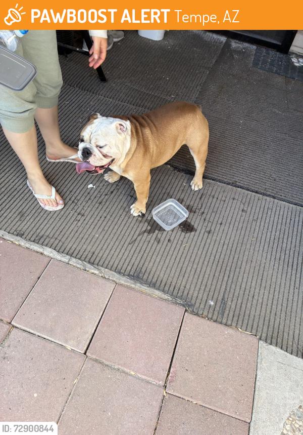 Found/Stray Male Dog last seen Southern and  oak  at 1410 east Coronado drives Tempe az 85282, Tempe, AZ 85282