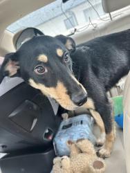 Found/Stray Female Dog last seen Western 89th, Oklahoma City, OK 73149