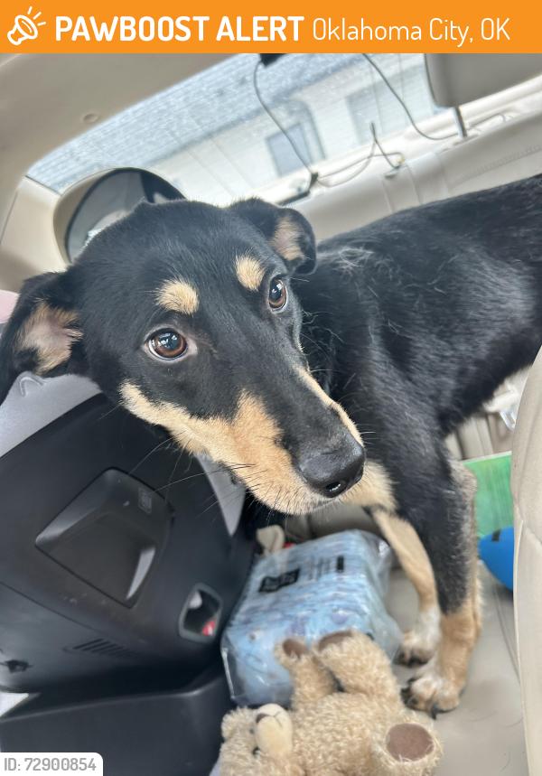 Found/Stray Female Dog last seen Western 89th, Oklahoma City, OK 73149
