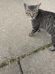 Reunited Male Cat last seen Summit Oaks, Denton, TX 76210