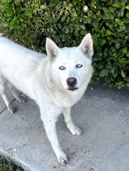 Found/Stray Female Dog last seen Laurel Canyon and Riverside, Los Angeles, CA 91607