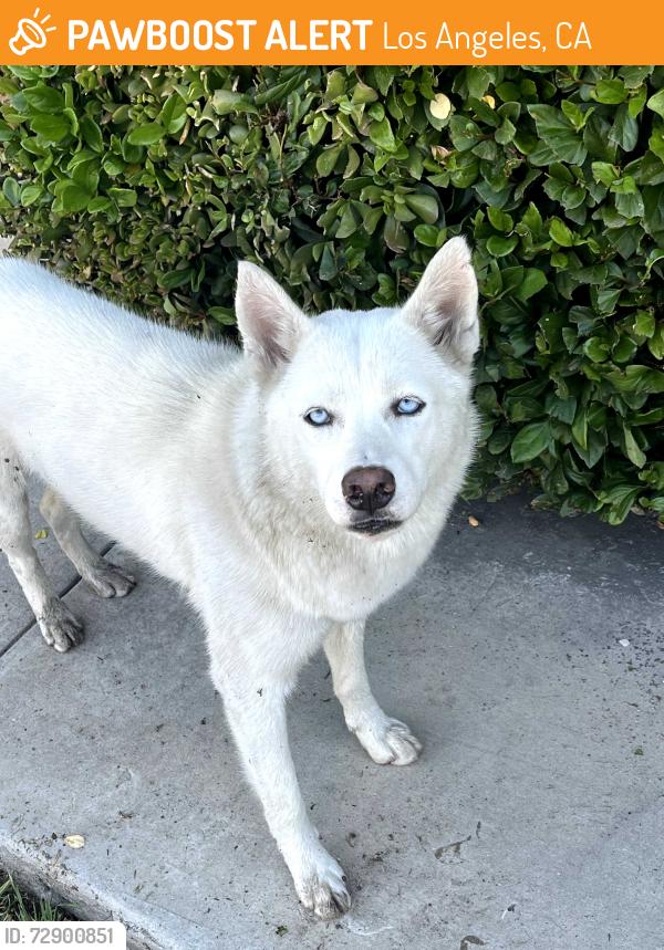 Found/Stray Female Dog last seen Laurel Canyon and Riverside, Los Angeles, CA 91607
